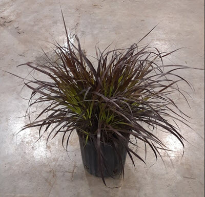 Red Fountain Grass
